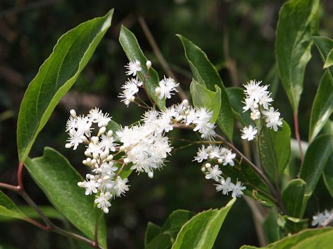 Symplocos paniculata