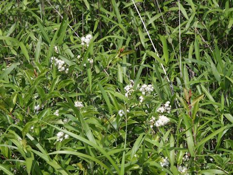 Symplocos paniculata