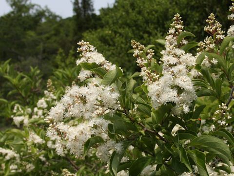 Symplocos paniculata