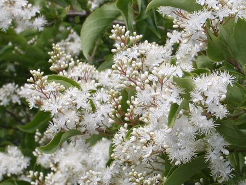 Symplocos paniculata