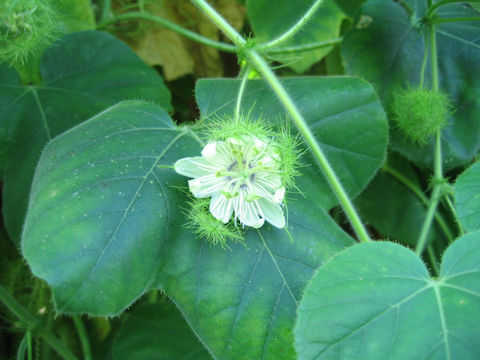 Passiflora foetida cv. Nova Odessa