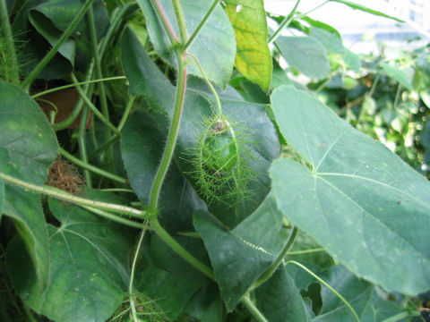 Passiflora foetida cv. Nova Odessa