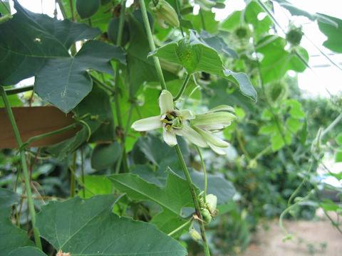 Passiflora foetida cv. Nova Odessa