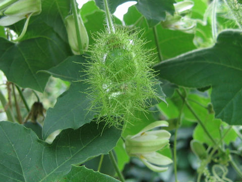 Passiflora foetida cv. Nova Odessa