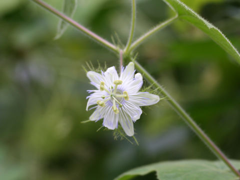 Passiflora foetida cv. Nova Odessa