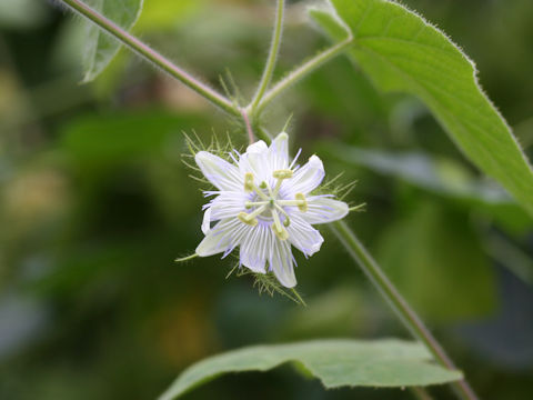 Passiflora foetida cv. Nova Odessa