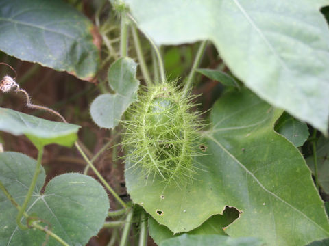 Passiflora foetida cv. Nova Odessa