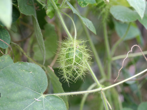 Passiflora foetida cv. Nova Odessa