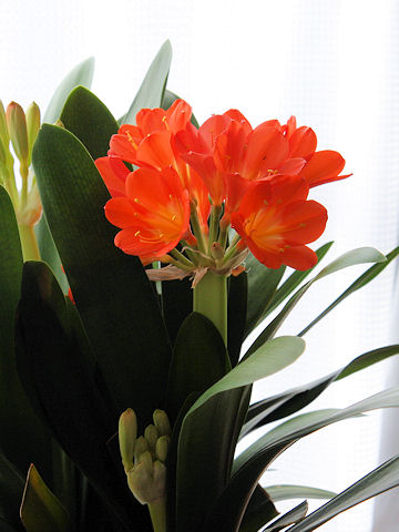 Clivia miniata