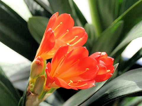 Clivia miniata