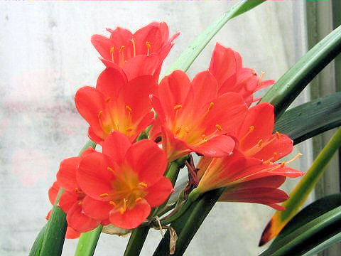 Clivia miniata