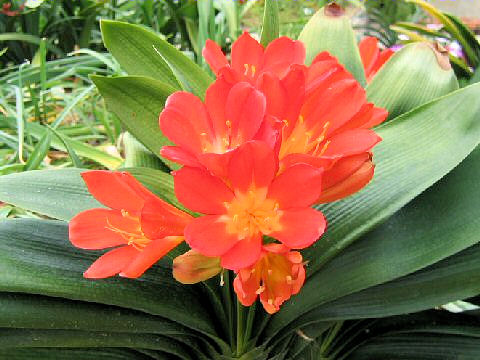 Clivia miniata