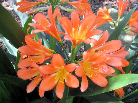 Clivia miniata