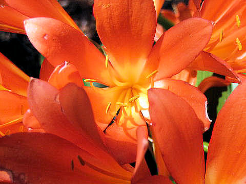 Clivia miniata