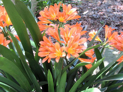 Clivia miniata