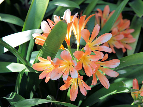 Clivia miniata