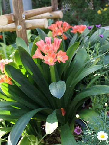 Clivia miniata