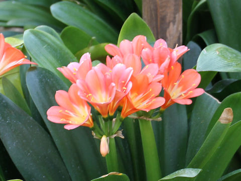 Clivia miniata