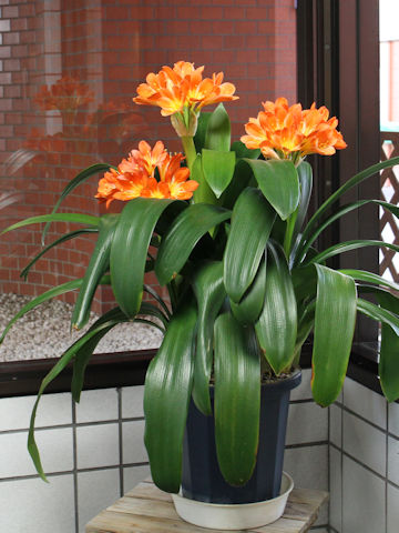 Clivia miniata