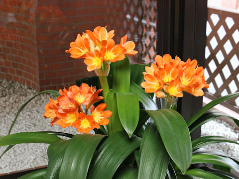 Clivia miniata