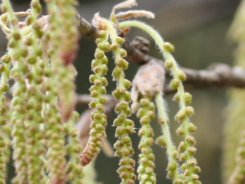 Quercus acutissima