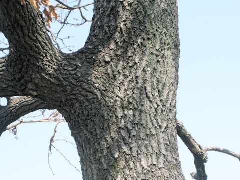 Quercus acutissima