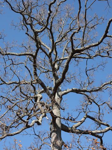 Quercus acutissima