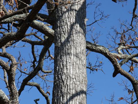 Quercus acutissima