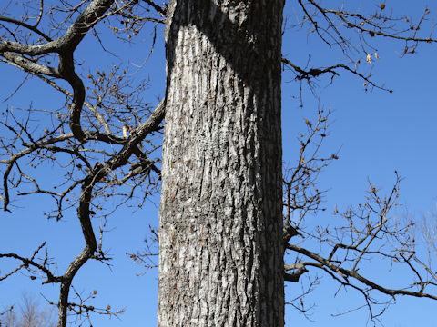 Quercus acutissima