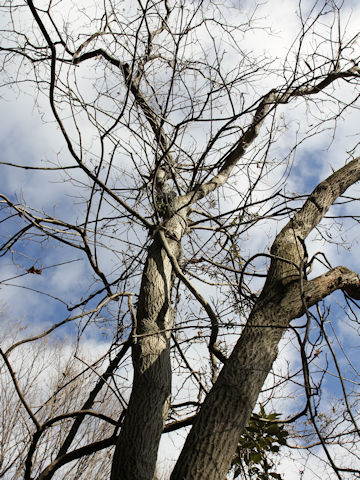 Quercus acutissima