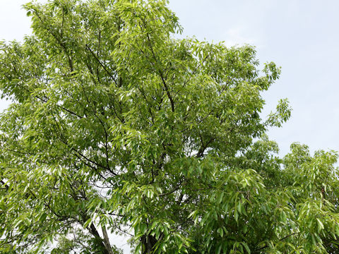 Quercus acutissima