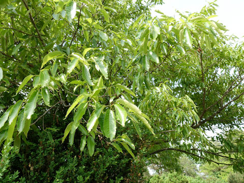 Quercus acutissima