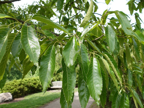 Quercus acutissima