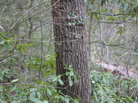 Quercus acutissima