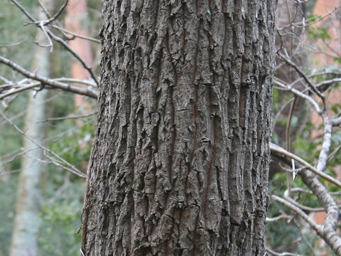 Quercus acutissima