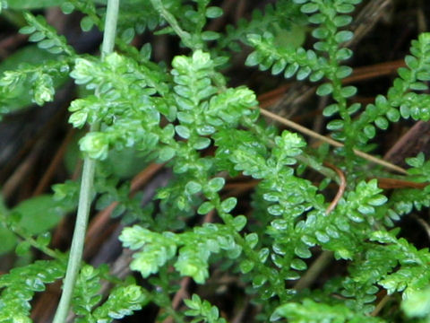 Selaginella remotifolia