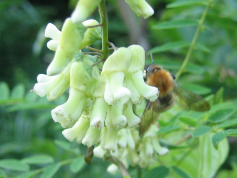 Sophora flavescens