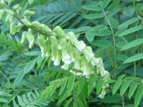 Sophora flavescens