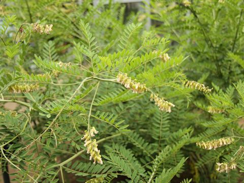 Sophora flavescens