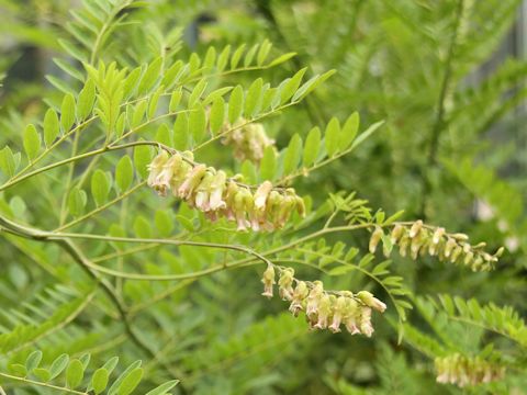 Sophora flavescens