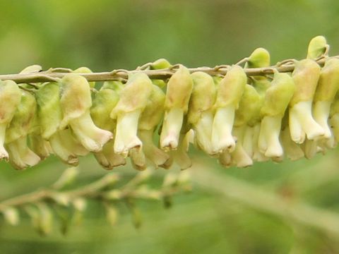 Sophora flavescens