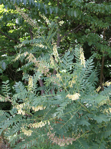 Sophora flavescens