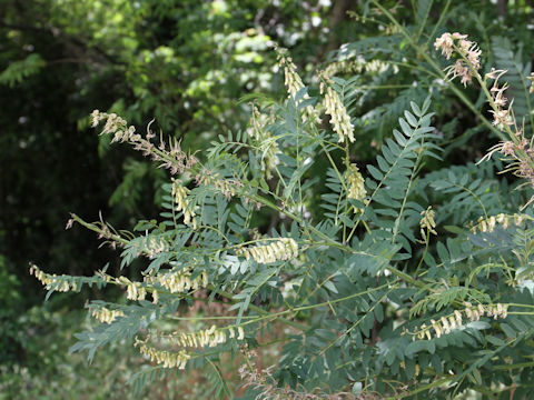 Sophora flavescens