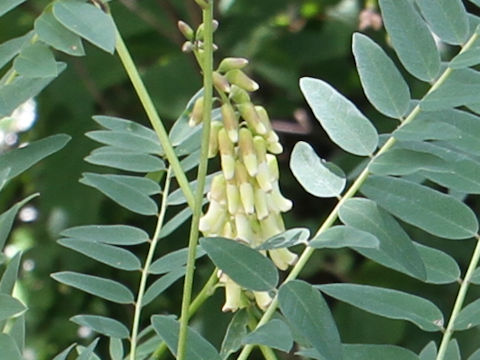 Sophora flavescens