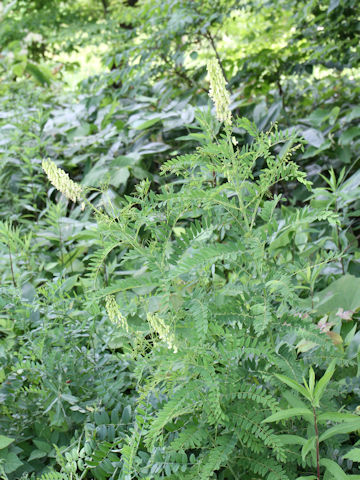 Sophora flavescens