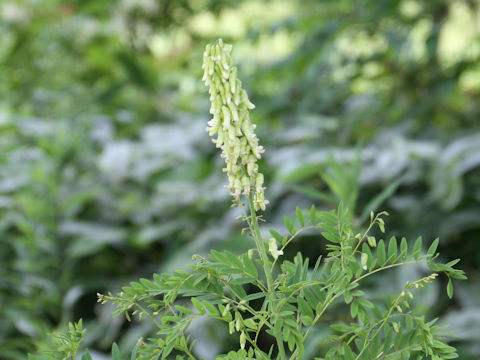 Sophora flavescens