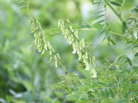 Sophora flavescens