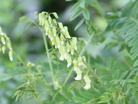 Sophora flavescens