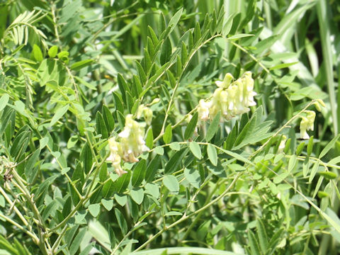 Sophora flavescens