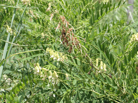 Sophora flavescens